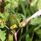 Stechapfel (Datura stramonium)