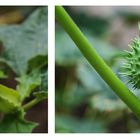 Stechapfel (Datura stramonium) 