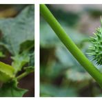 Stechapfel (Datura stramonium) 