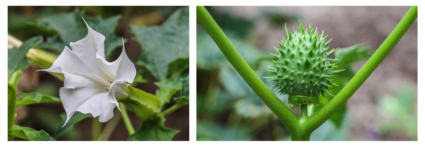 Stechapfel (Datura stramonium) 