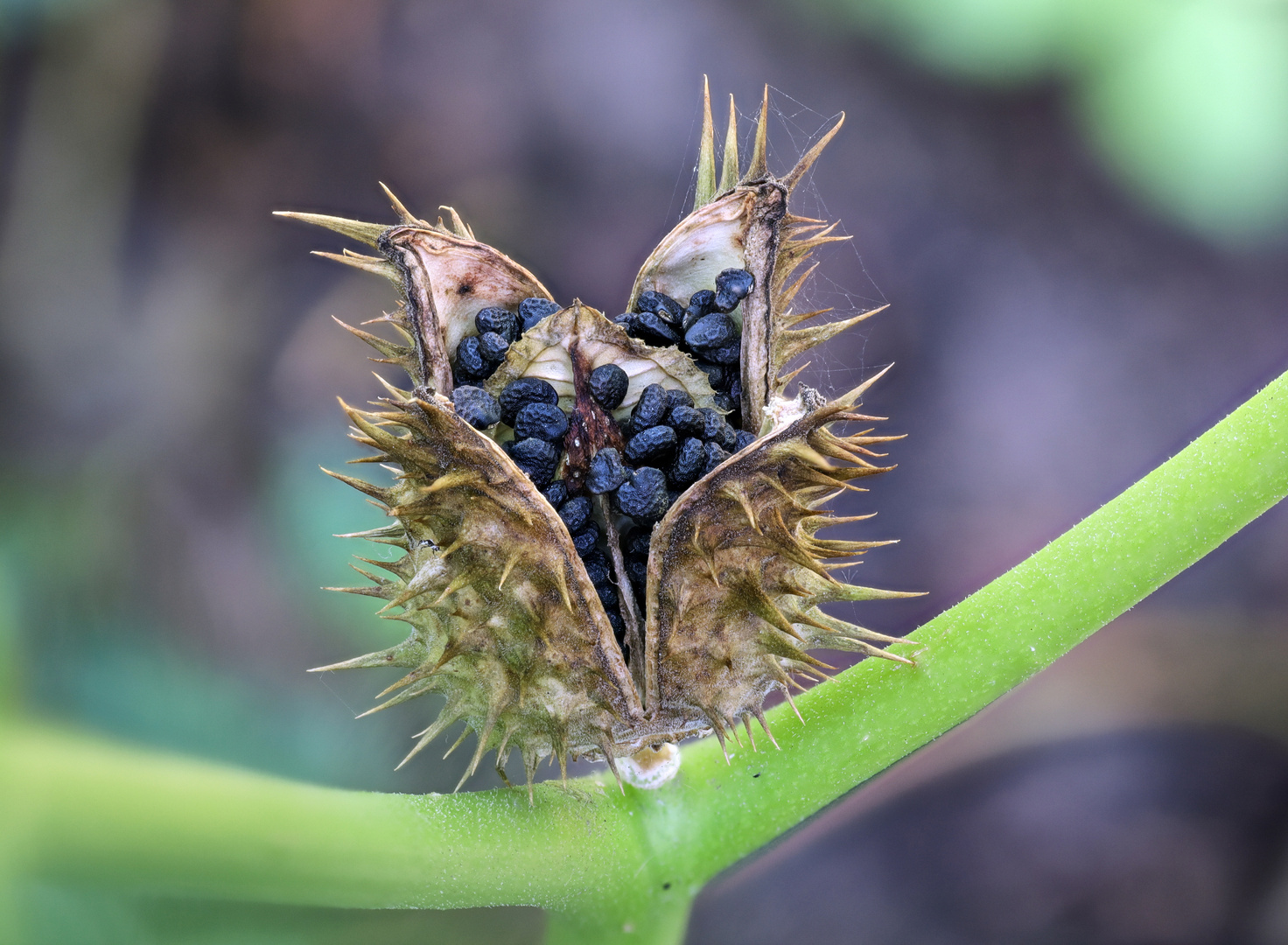 Stechapfel (Datura stramonium)