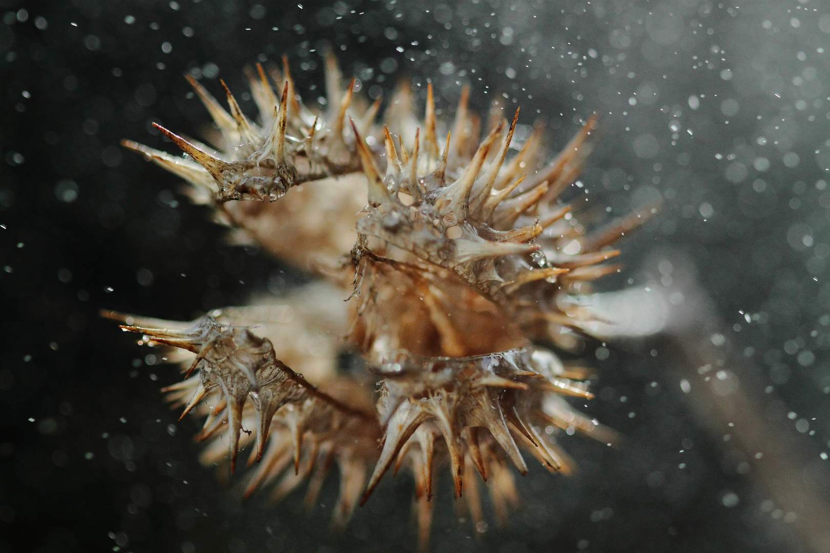 Stechapfel - datura stramonium