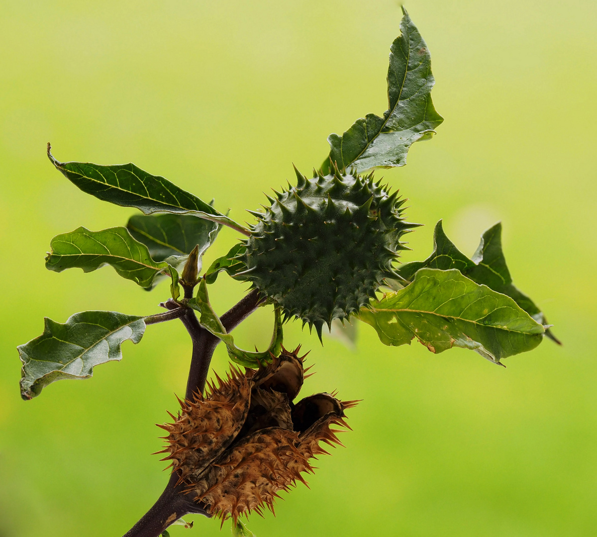 Stechapfel im Herbst