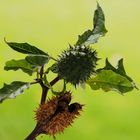 Stechapfel im Herbst