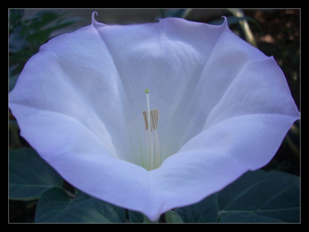 Stechapfelblüte