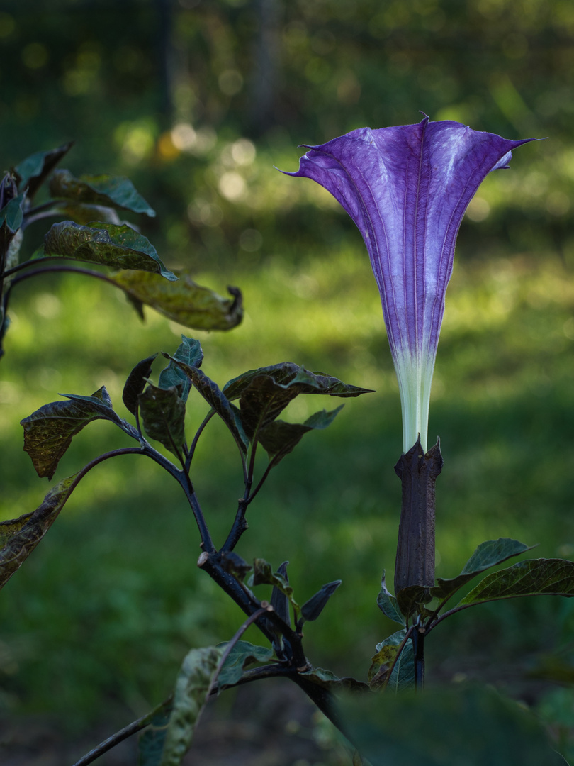 Stechapfelblüte