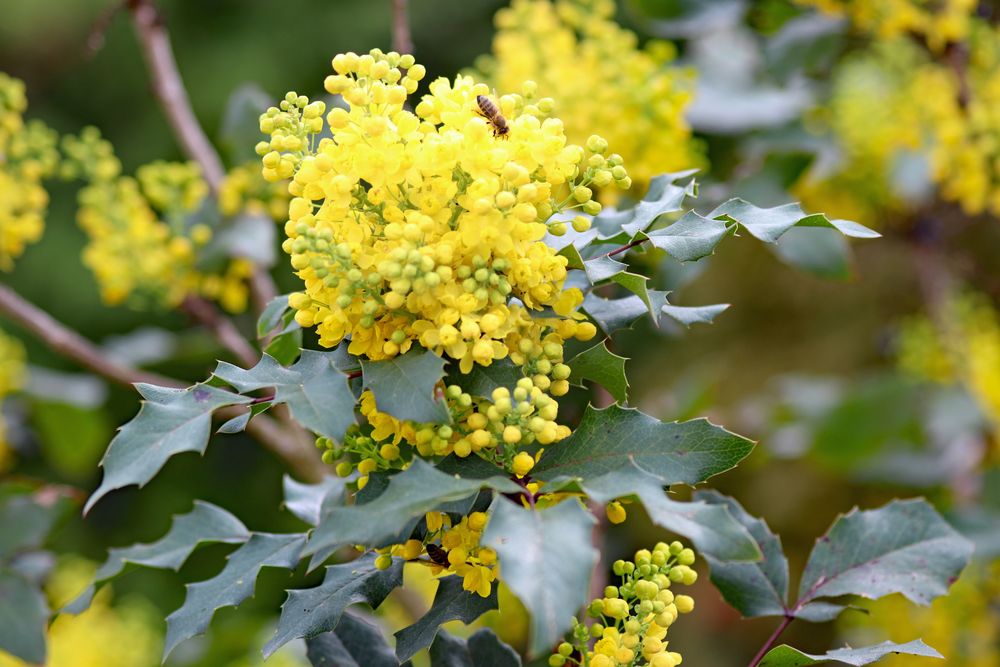 Stechdornblättrige Mahonie mit Biene