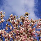 Stechend Blau gegen zart Rosa