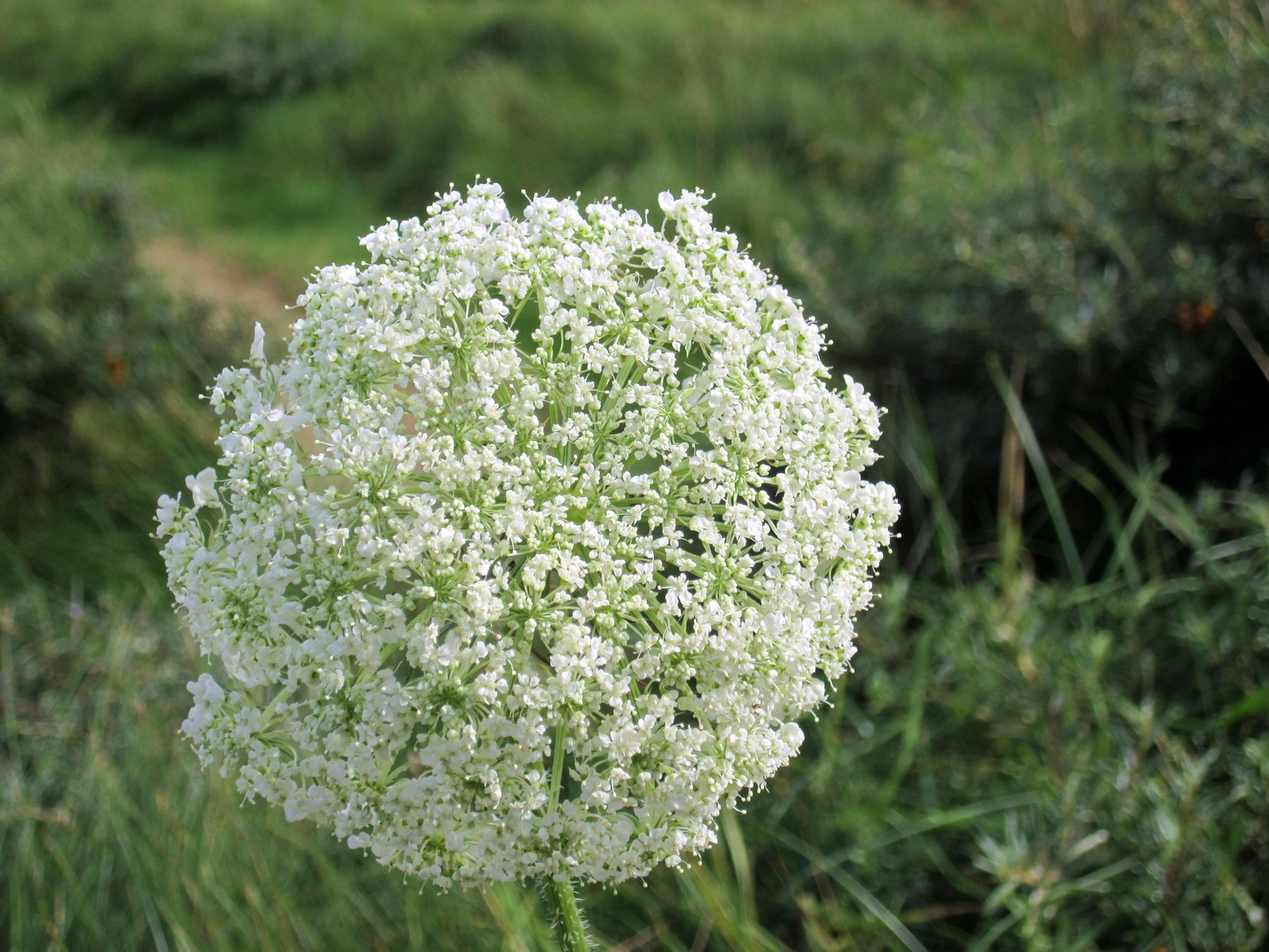 stechende Blume