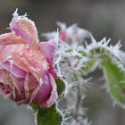 stechender Frost (4)