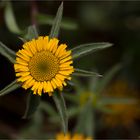 Stechendes Sternauge (Pallensis spinosa)........