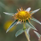 Stechendes Sternauge (Pallensis spinosa)....