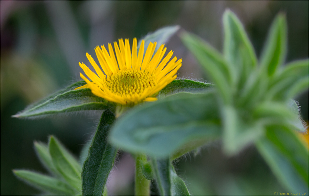 Stechendes Sternauge (Pallensis spinosa)