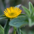 Stechendes Sternauge (Pallensis spinosa)