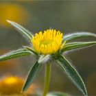 Stechendes Sternauge (Pallensis spinosa)