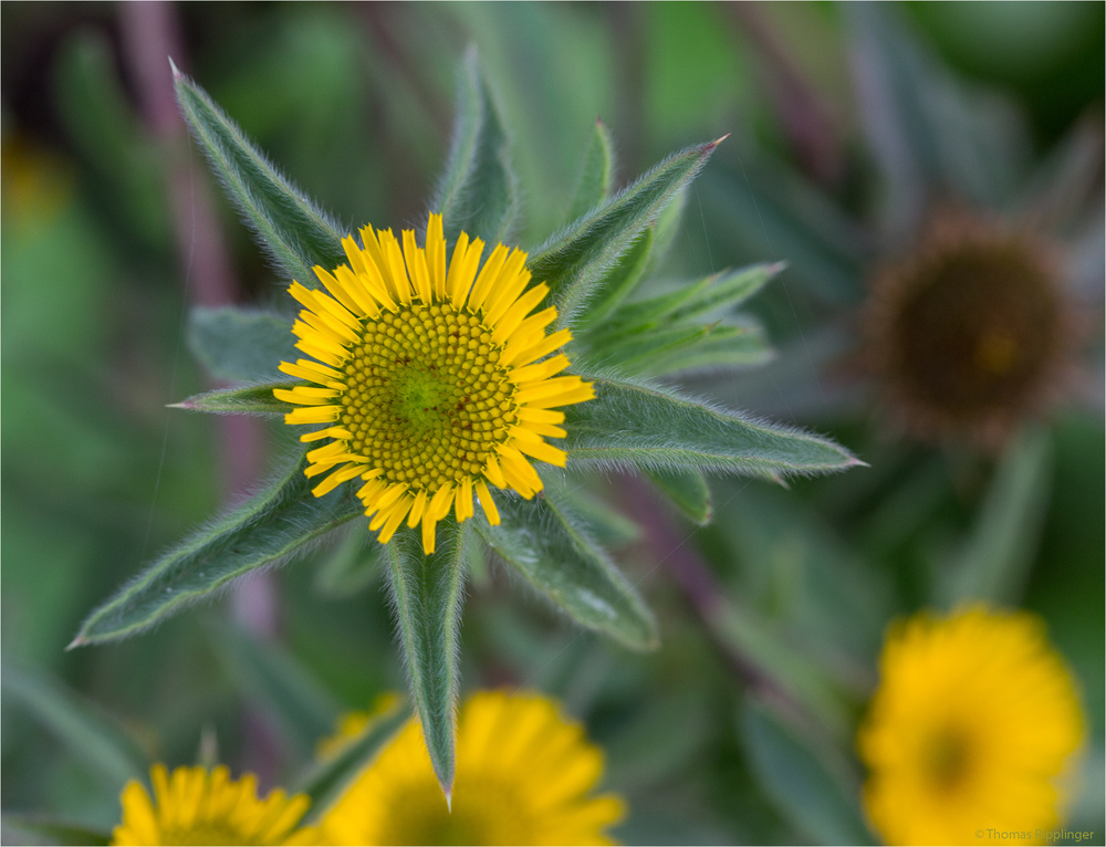 Stechendes Sternauge (Pallensis spinosa)..