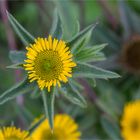 Stechendes Sternauge (Pallensis spinosa)..