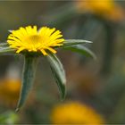 Stechendes Sternauge (Pallensis spinosa)