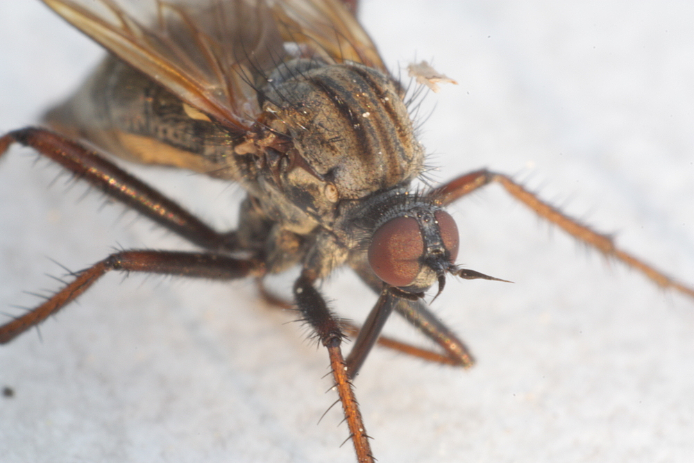 Stechfliege Makro