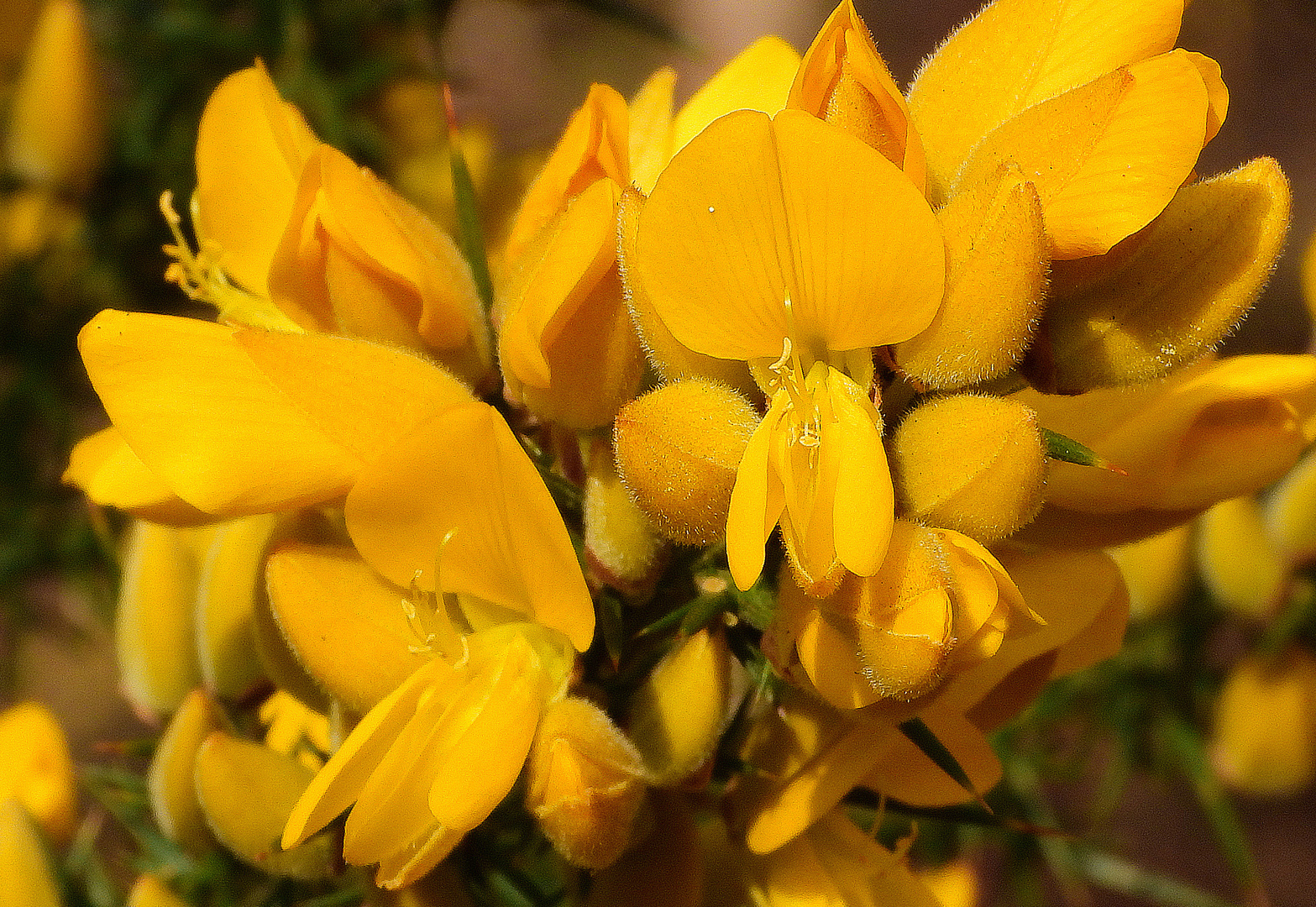 Stechginster (113) 01a (Ulex europaeus)