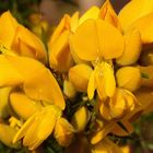 Stechginster (113) 01a (Ulex europaeus)