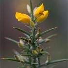 Stechginster (Ulex europaeus) Anfang Februar