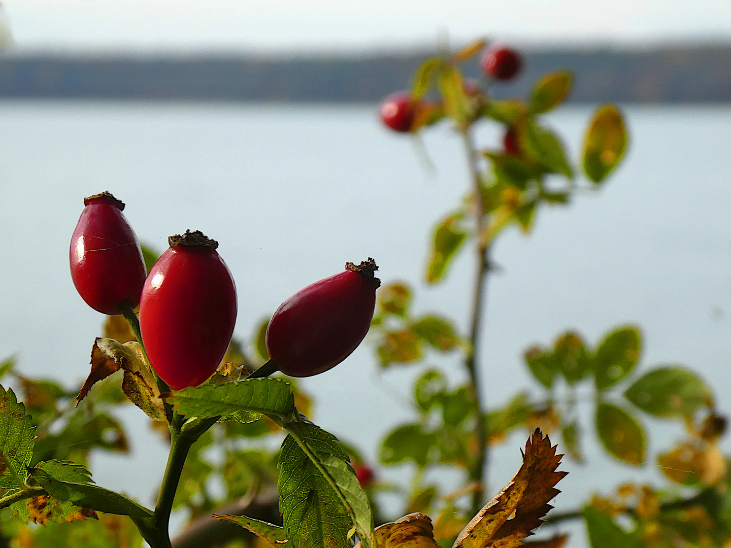 Stechlinsee im Herbskleid