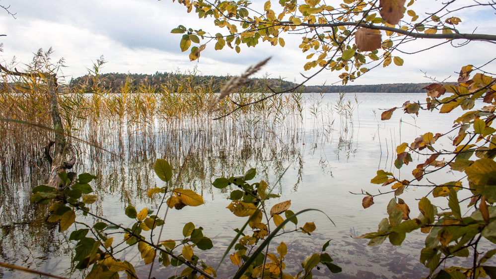 Stechlinsee im Herbst [2]