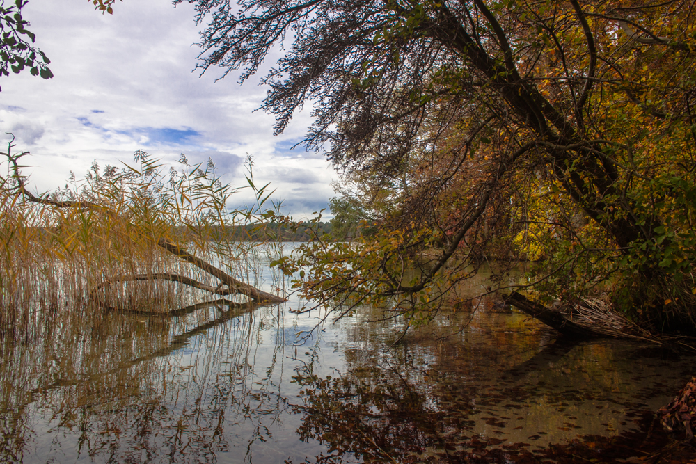 Stechlinsee im Herbst [3]