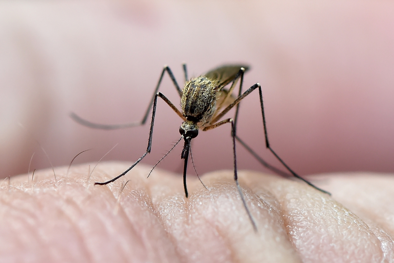 Stechmücke (Aedes cantans)