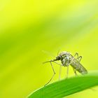 Stechmücke (Aedes spec)