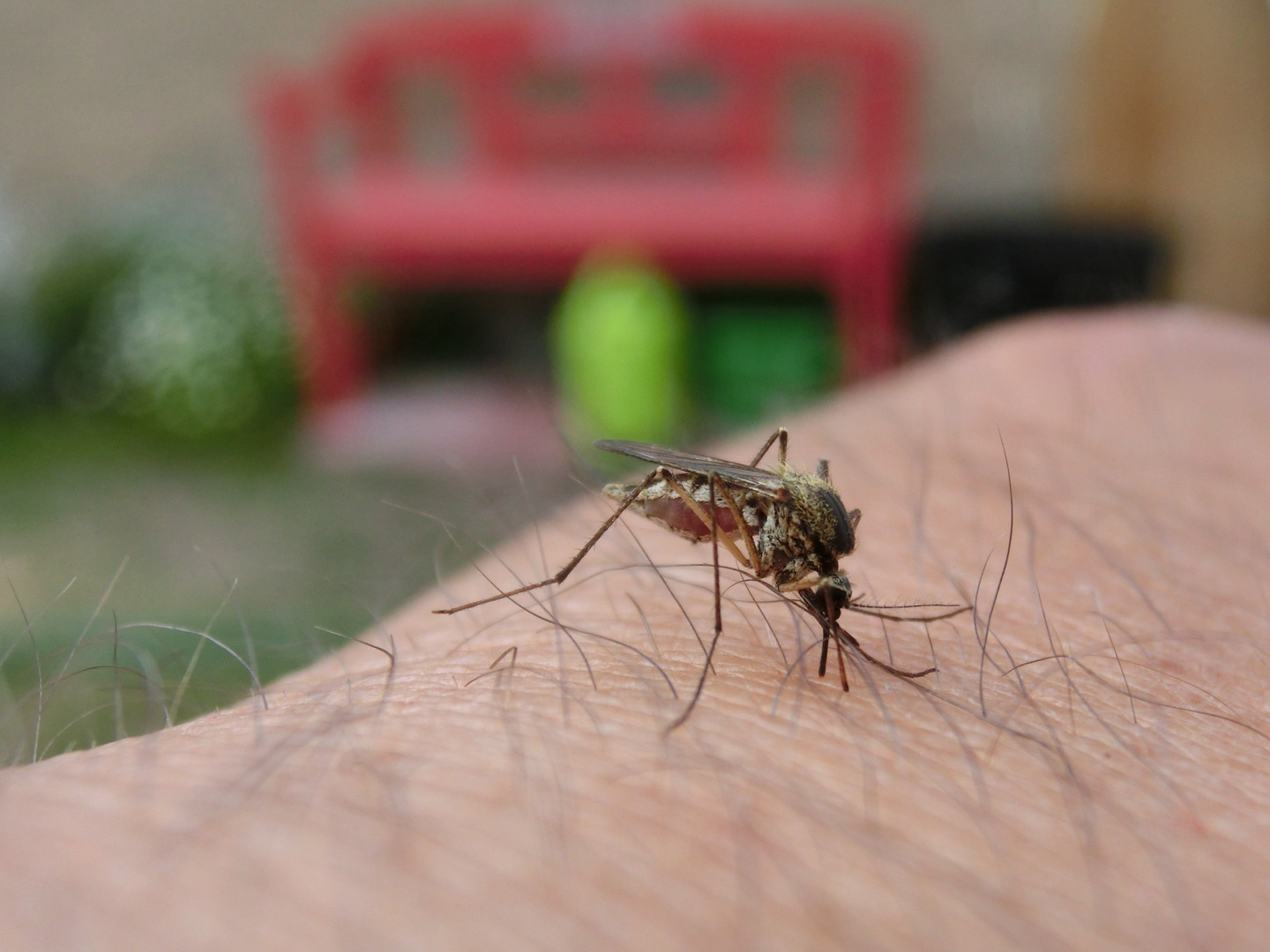 Stechmücke beim Blutsaugen 