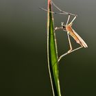 Stechmücke im Gegenlicht