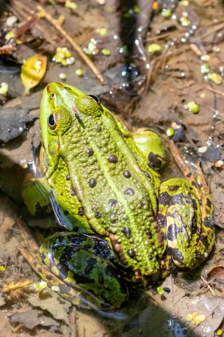 Stechmücke küsst Teichfrosch