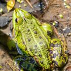 Stechmücke küsst Teichfrosch