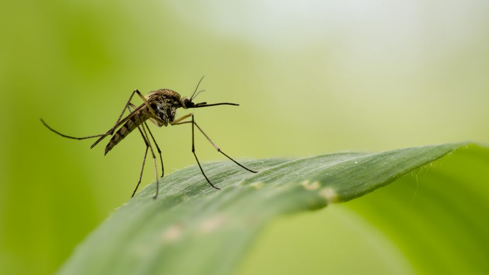 Stechmücken (Aedes geniculatus) werden auch geliebt Foto & Bild natur