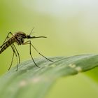 Stechmücken (Aedes geniculatus) werden geliebt