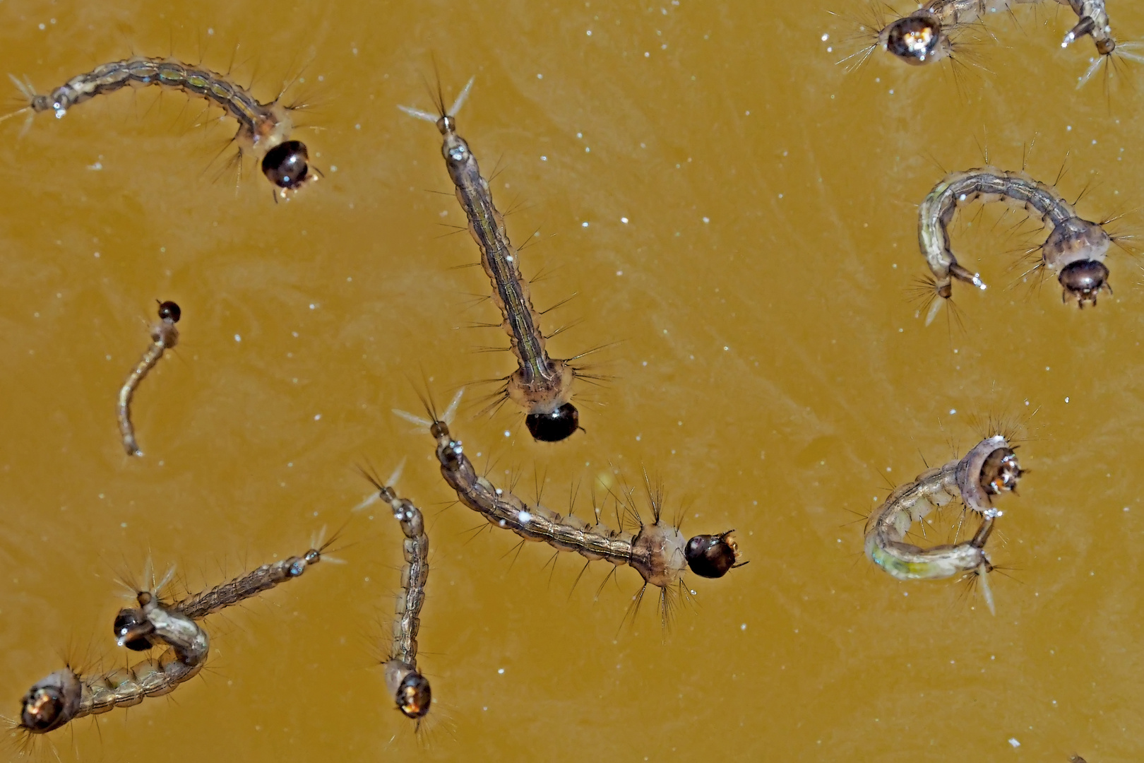 Stechmückenlarven (Anopheles sp.) - Larves de moustiques anophèles.