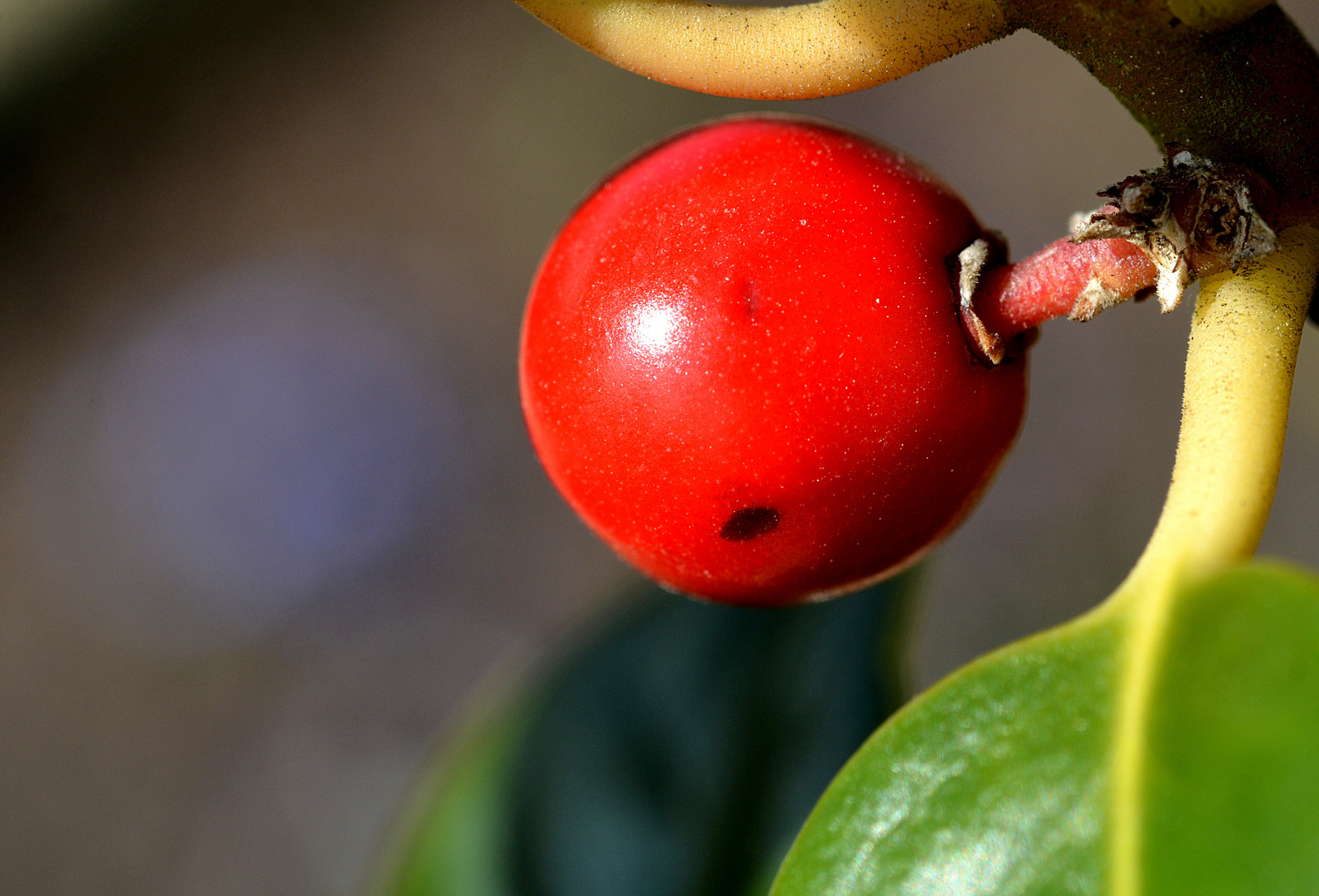 Stechpalme-Frucht (Ilex aquifolium)