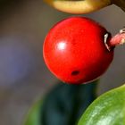 Stechpalme-Frucht (Ilex aquifolium)