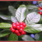 Stechpalme - Ilex aquifolium