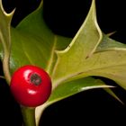 Stechpalme (Ilex aquifolium)