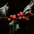 Stechpalme (Ilex aquifolium)