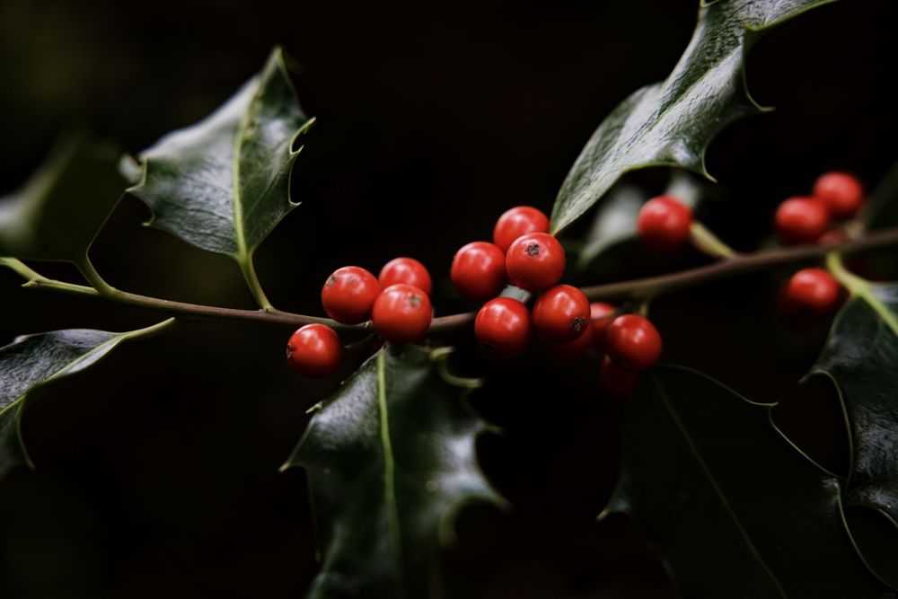 Stechpalme (Ilex aquifolium)