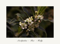 Stechpalme - Ilex - Holly.....