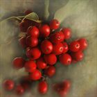 Stechpalme ~ Ilex ~ Winterbeeren...