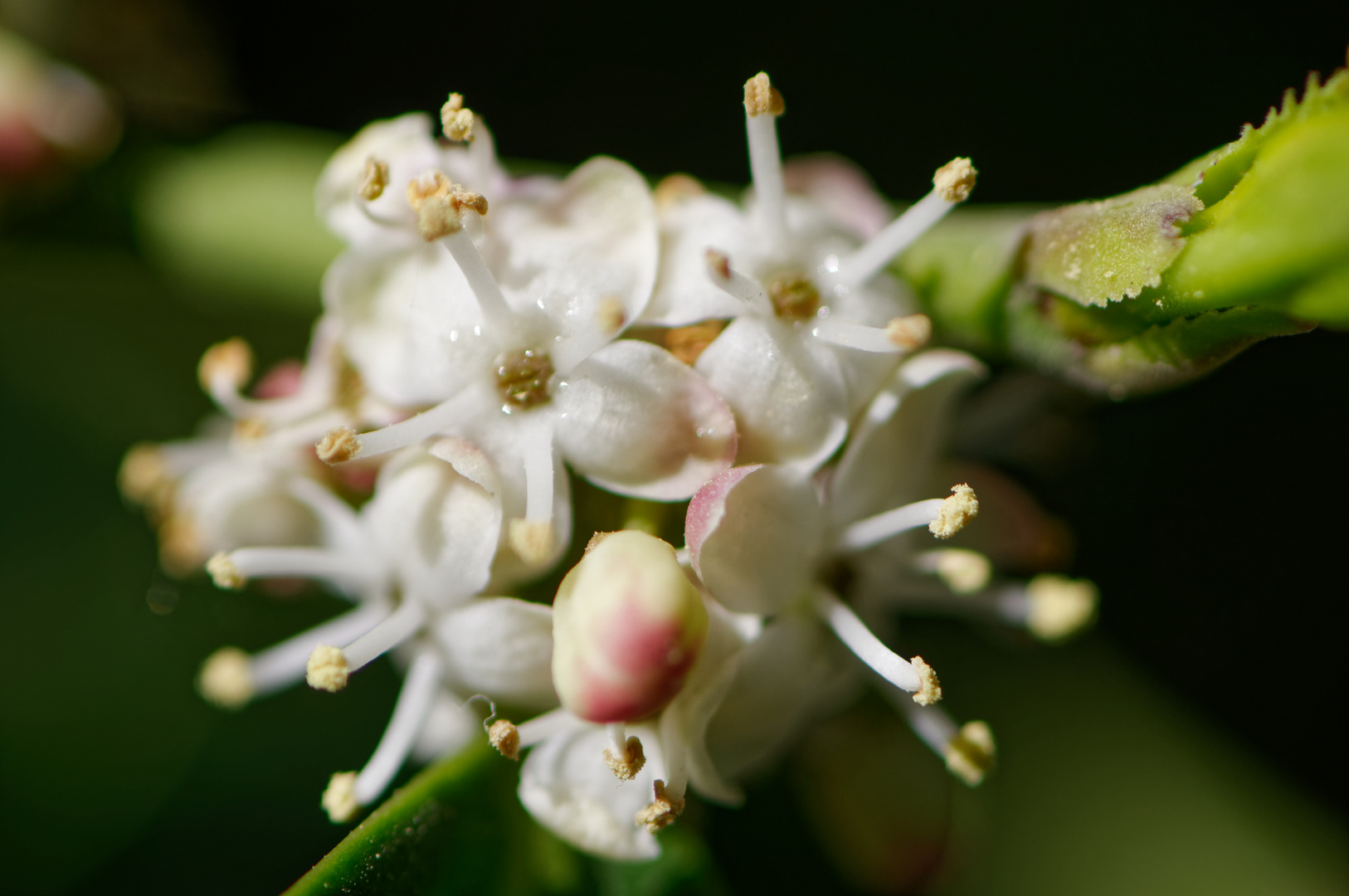 Stechpalme in Blüte