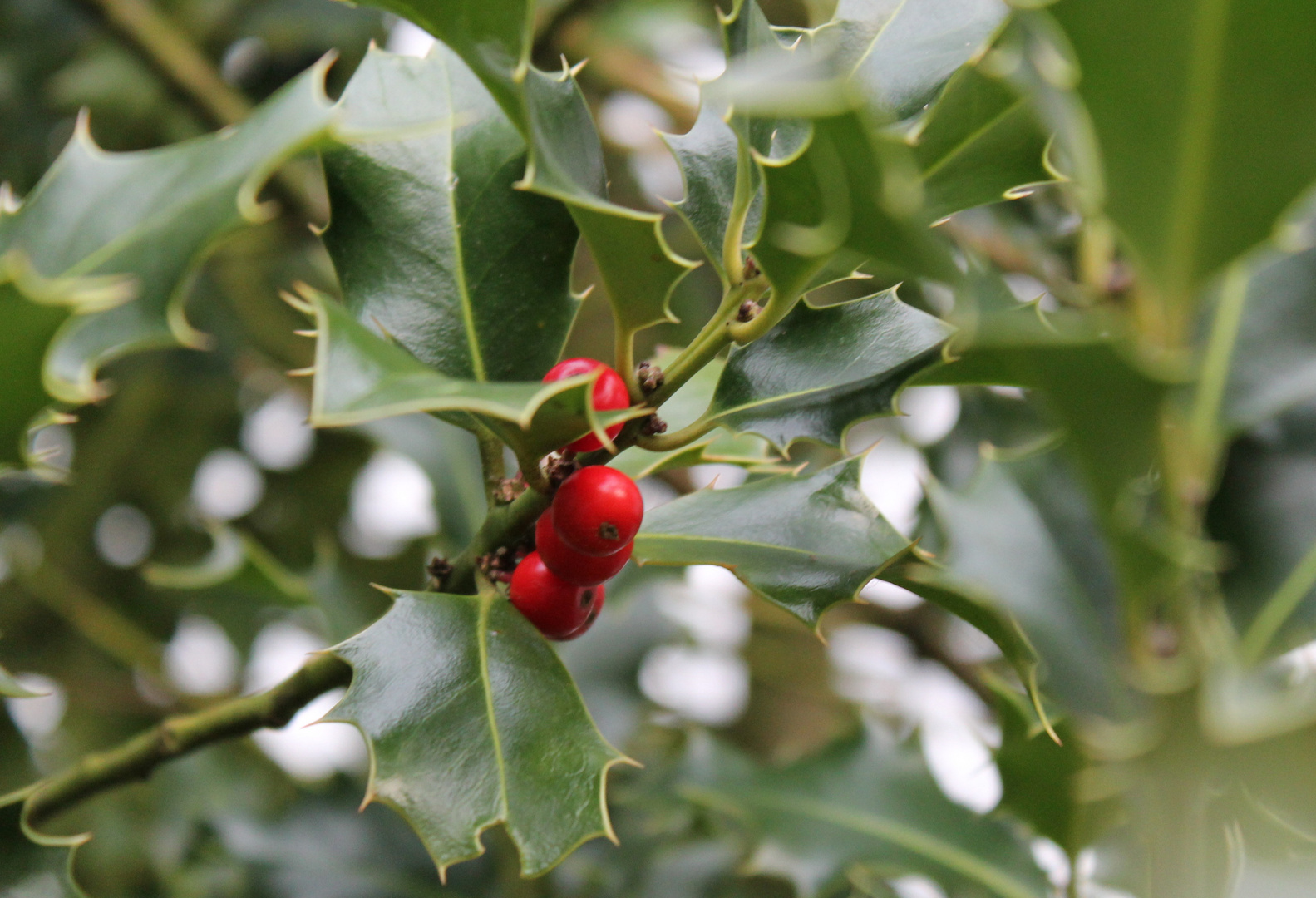 Stechpalme mit Frucht