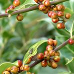 Stechpalme mit reifenden Beeren