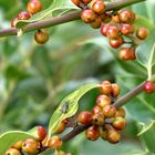 Stechpalme mit reifenden Beeren